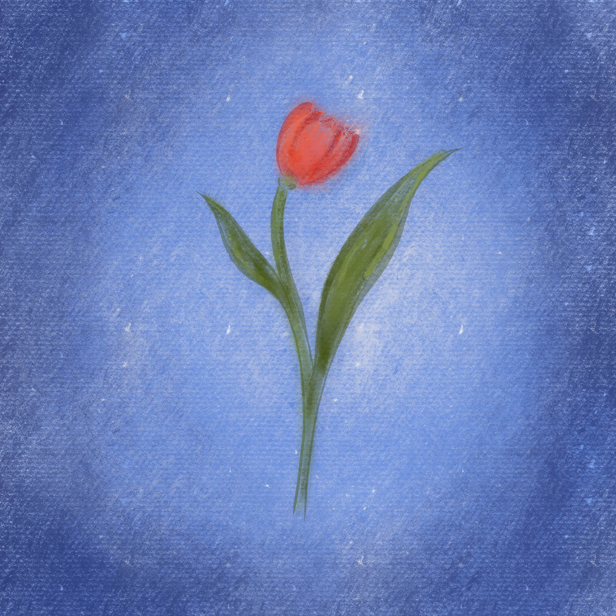 Tulip digital painting